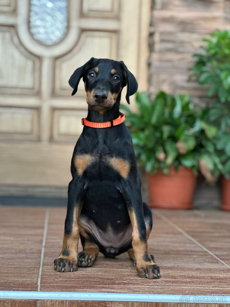 DOBERMAN Šteniatko