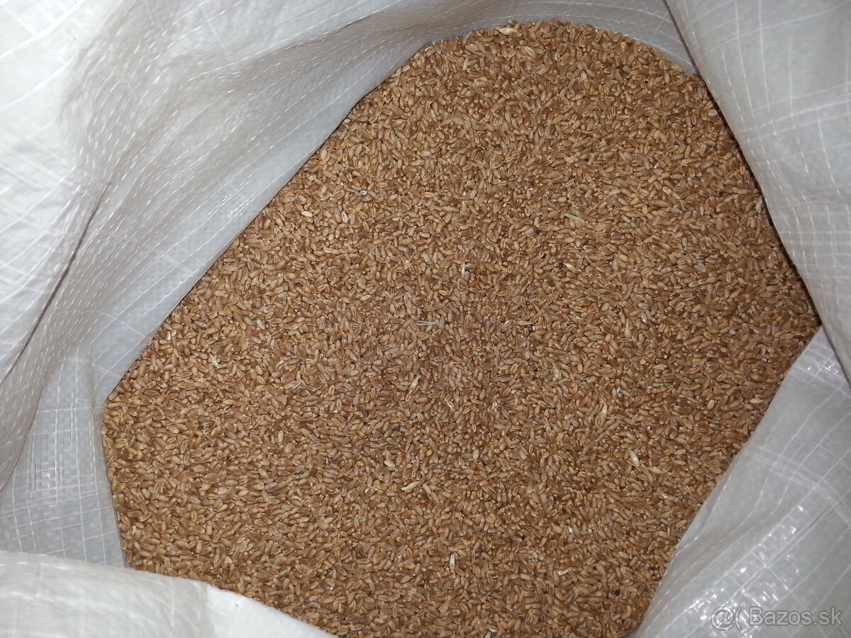 Pšenica , žito , šrot, krmna zmes