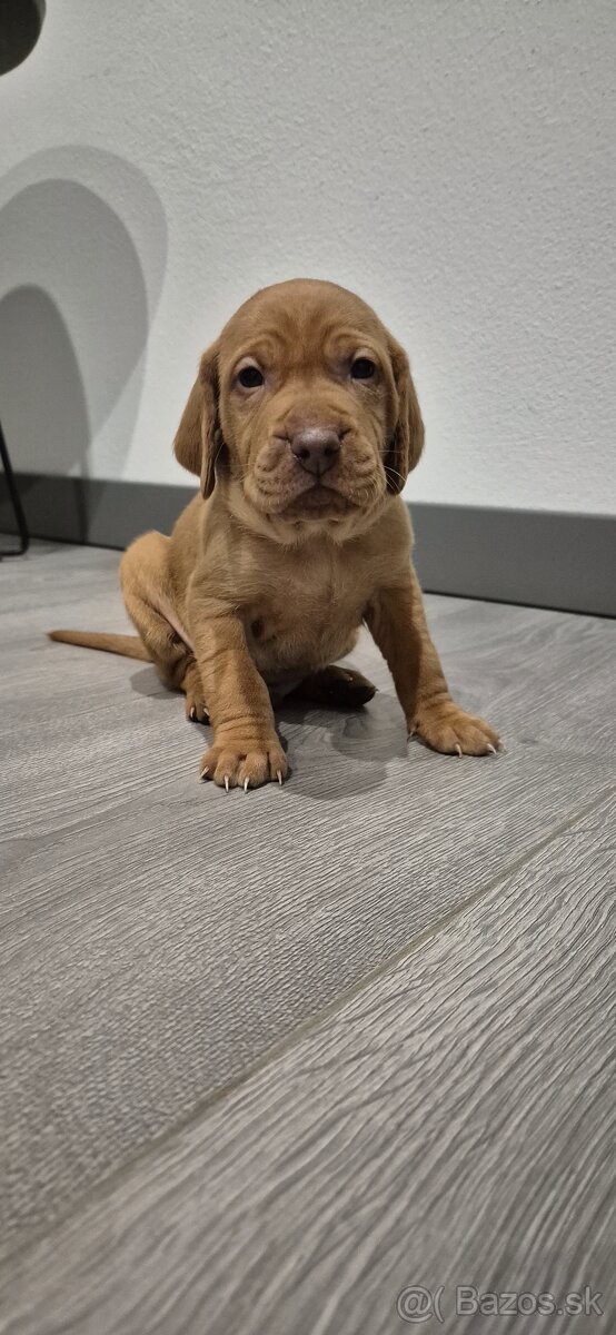 Maďarská vyžla šteniatka