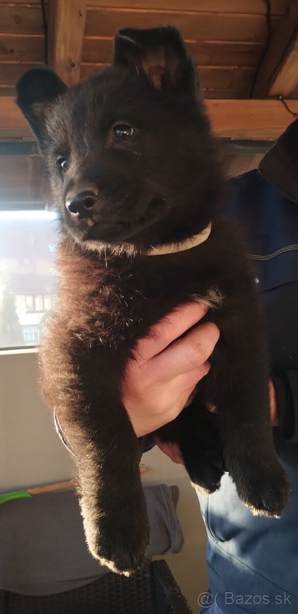 Predám štenata Nemecký ovčiak
