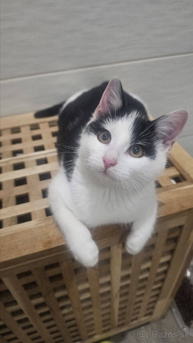 Darujem 4,5mes. kocúrika,zaočkovaný,zdravý