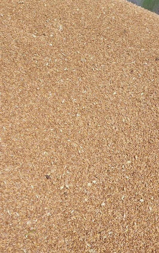 Predám pšenicu, žito