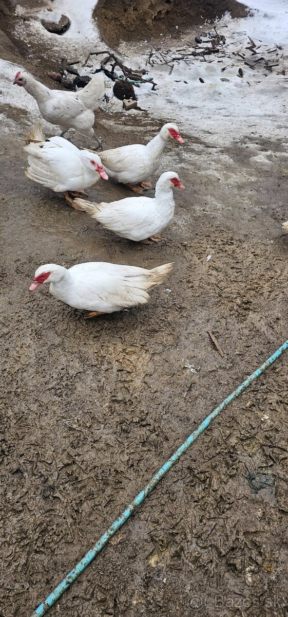 Predam cinske kacice