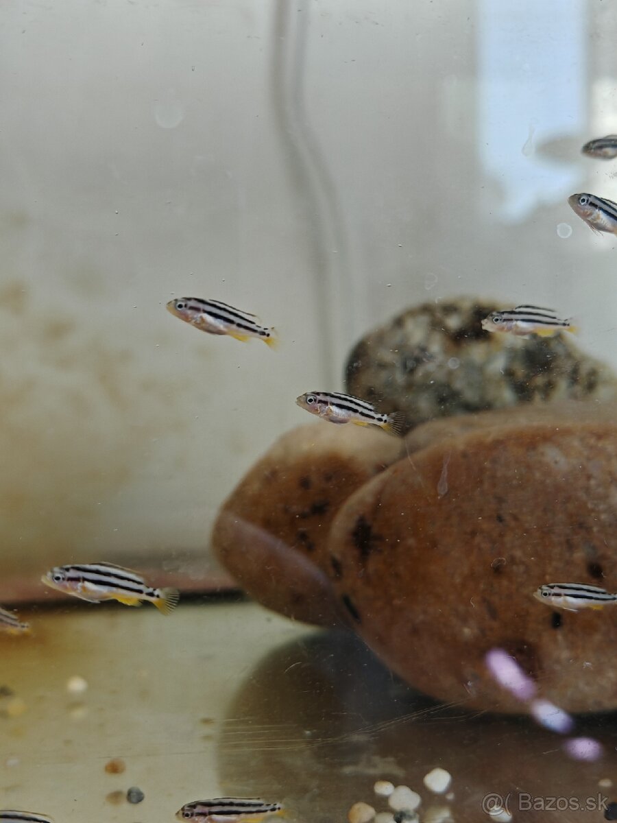 Melanochromis auratus