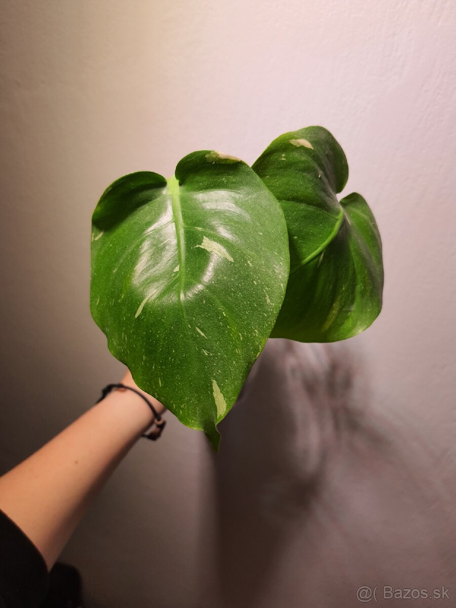 Monstera thai constellation odrezky