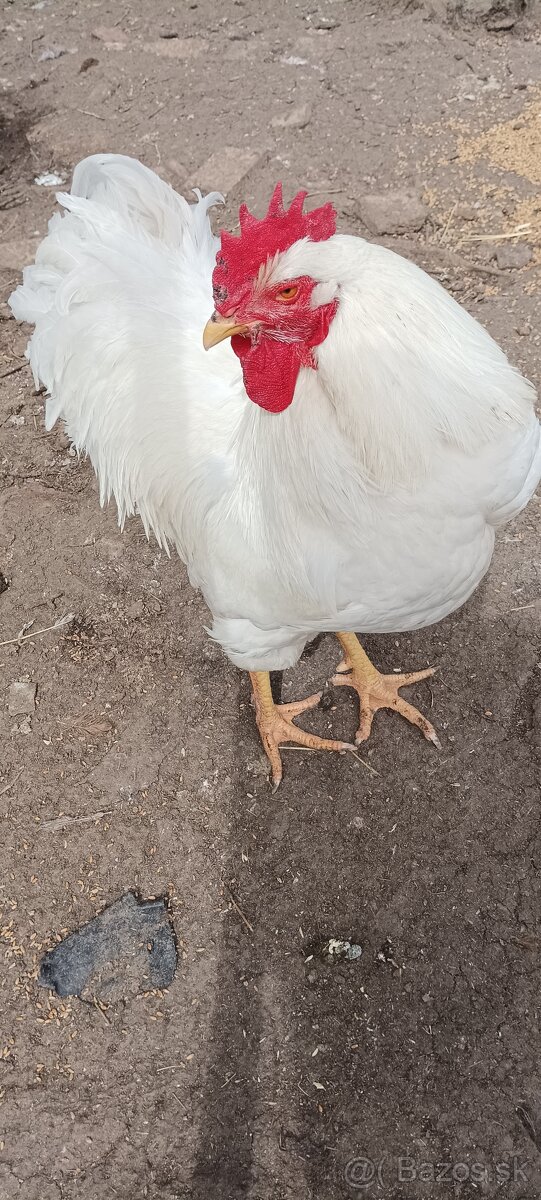 Plymutka