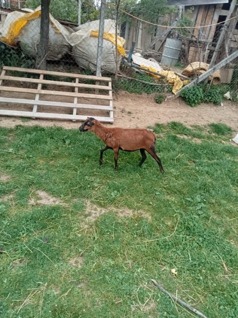 Predám