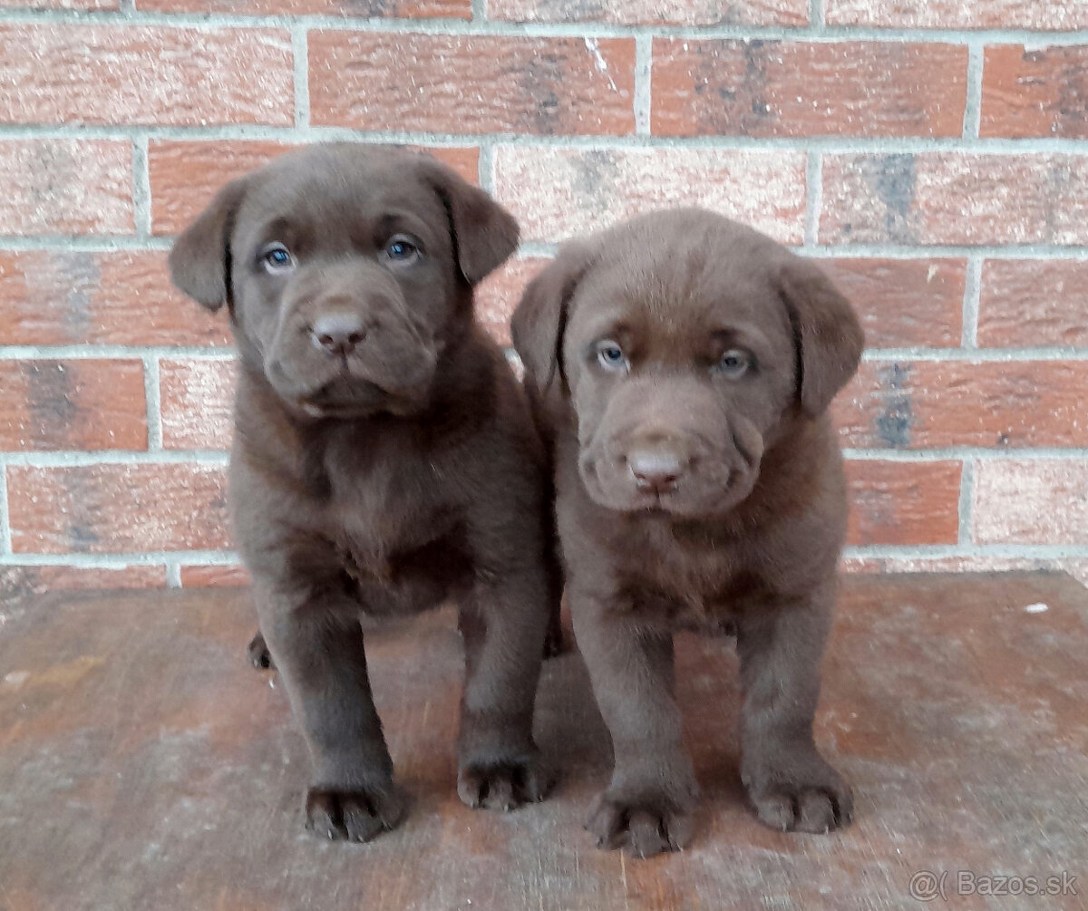 Čokoládové šteňatá Labradora