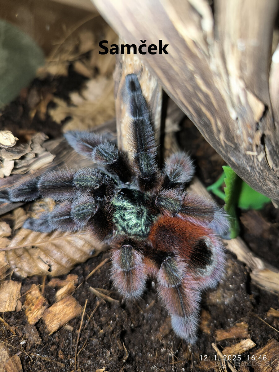 Caribena Versicolor (avicularia, pavúk, tarantula)