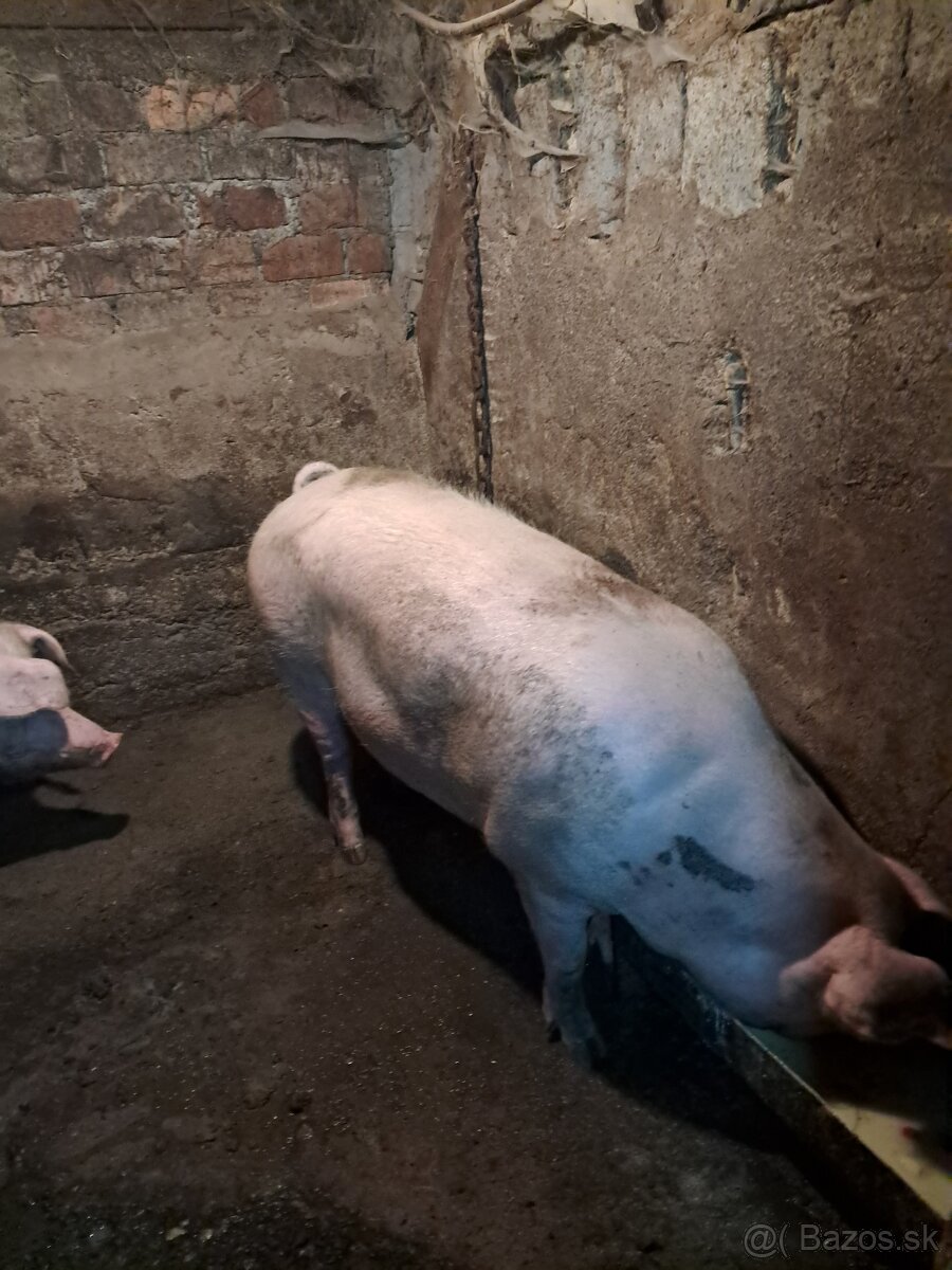 Predám jatocne osipane