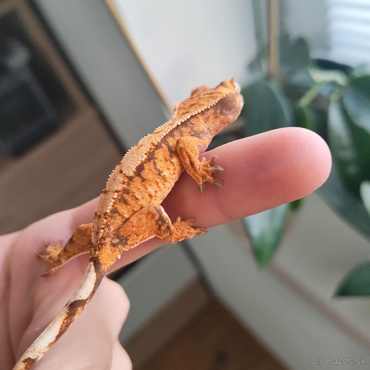 Pagekon riasnatý/Correlophus ciliatus