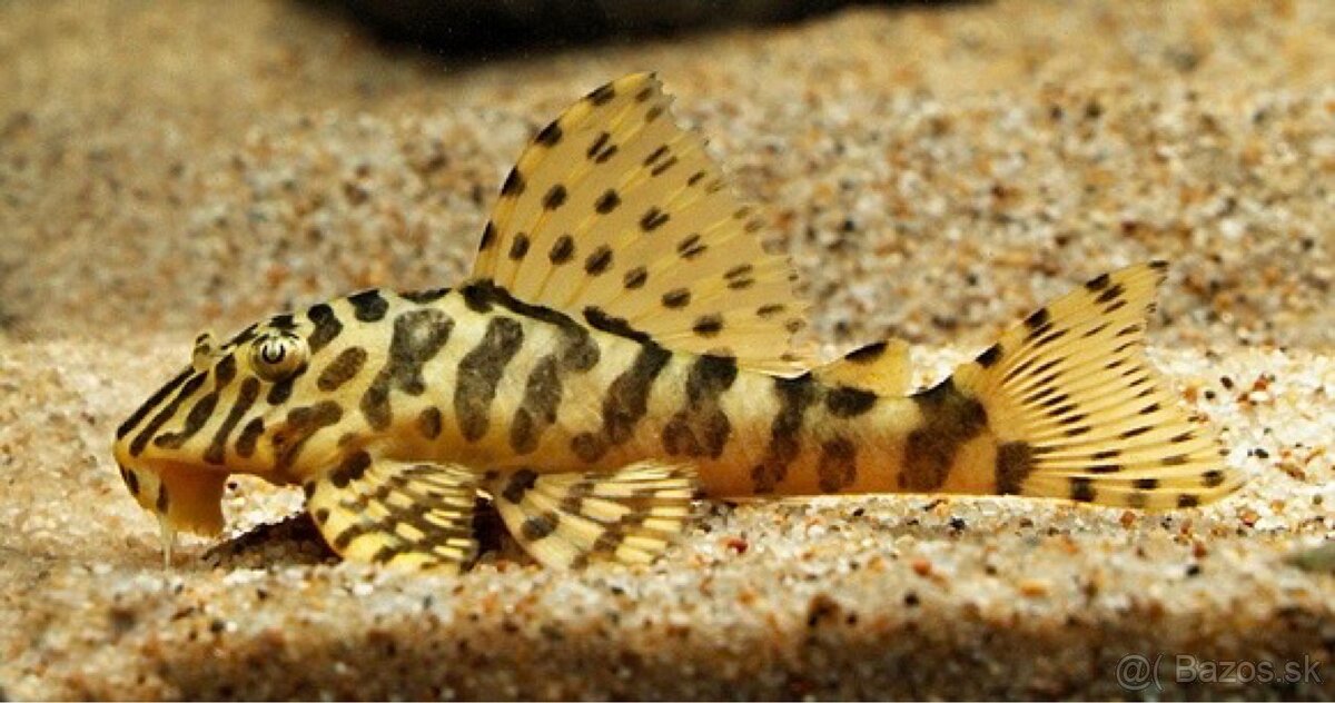 L134 Peckoltia compta “Leopard Frog”