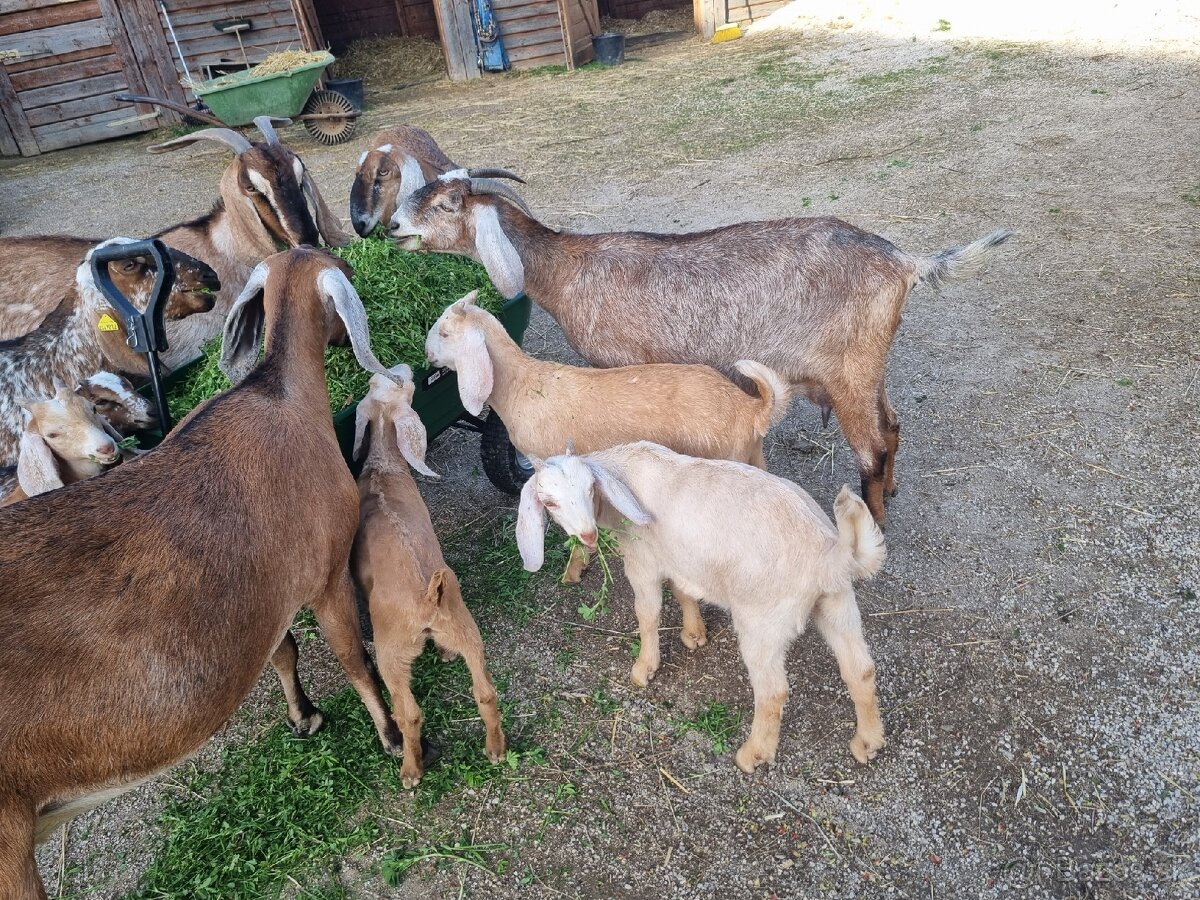 AN kozliatka