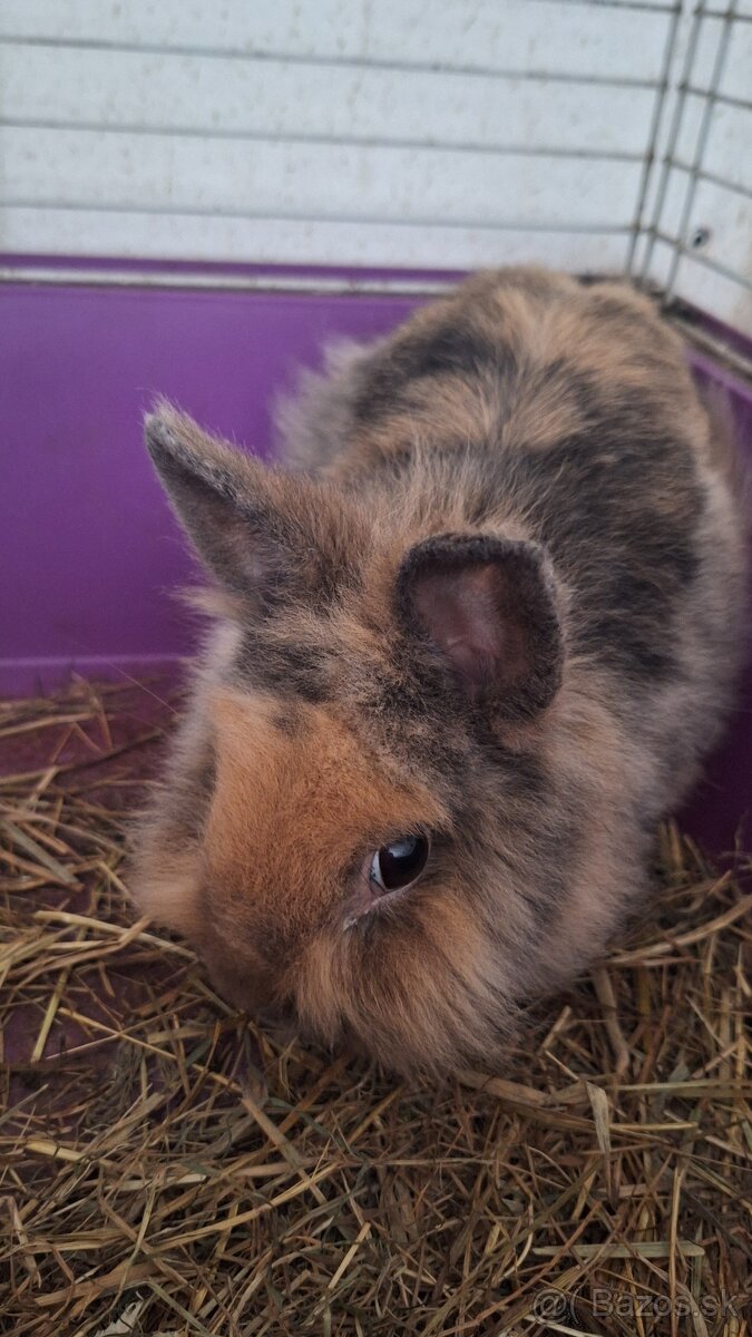 Králik