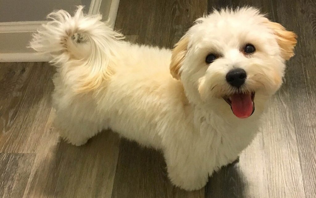 Kúpim fenu maltipoo