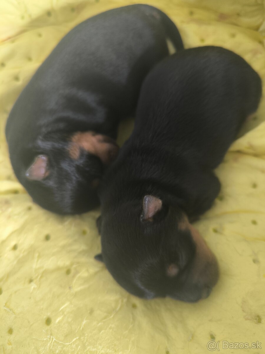 Šteniatka mini vzrastu