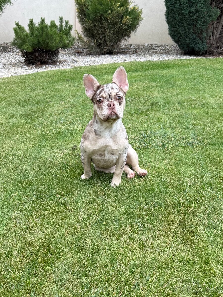 Francuzsky buldoček isabella and tan merle a big rope fenka