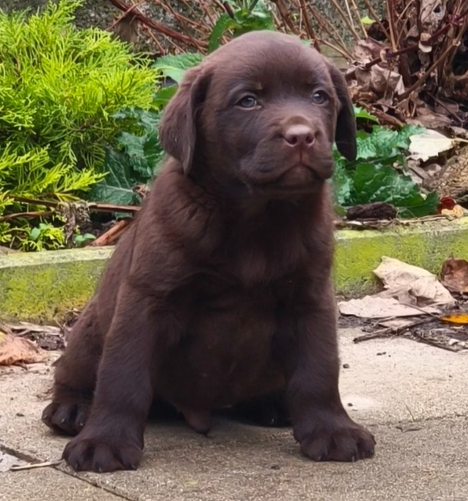 Labrador retriever s PP , Labradorsky retriever