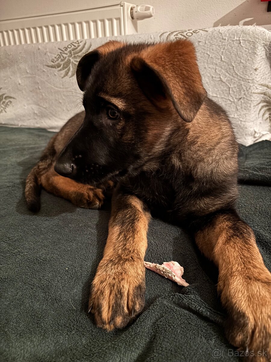 Šteniatko nemecký vlčiak