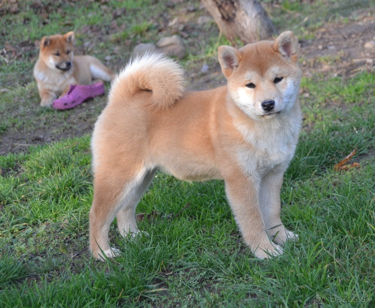 Shiba inu s PP /FCI /