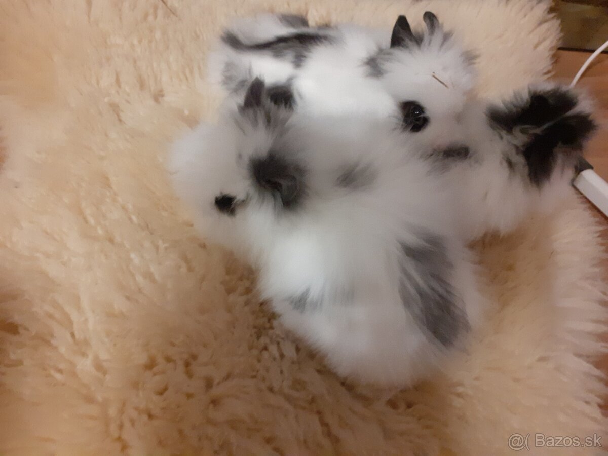 Teddy zajačik vzhľad ako plyšáčik