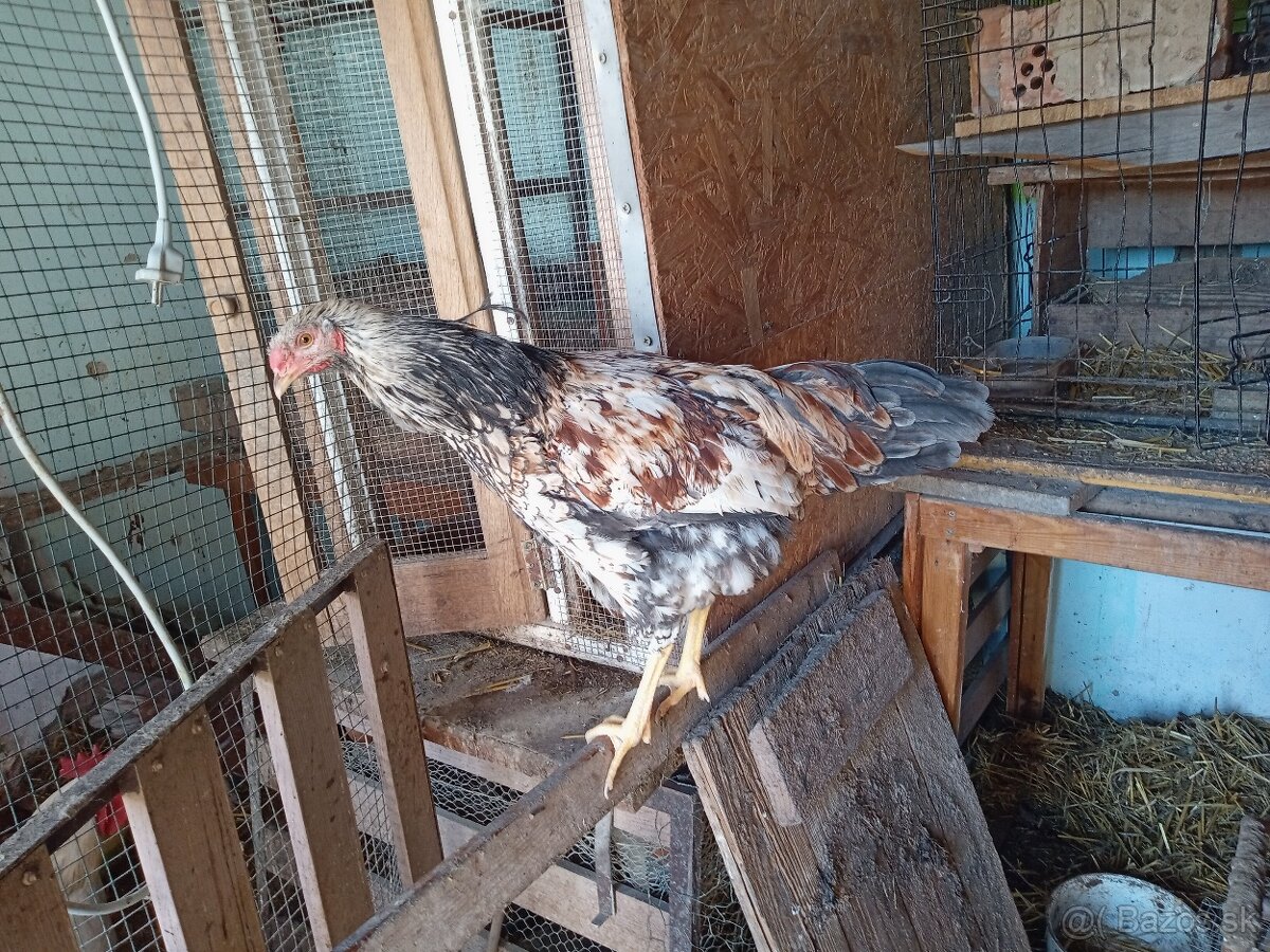 Predám kohútka MIX