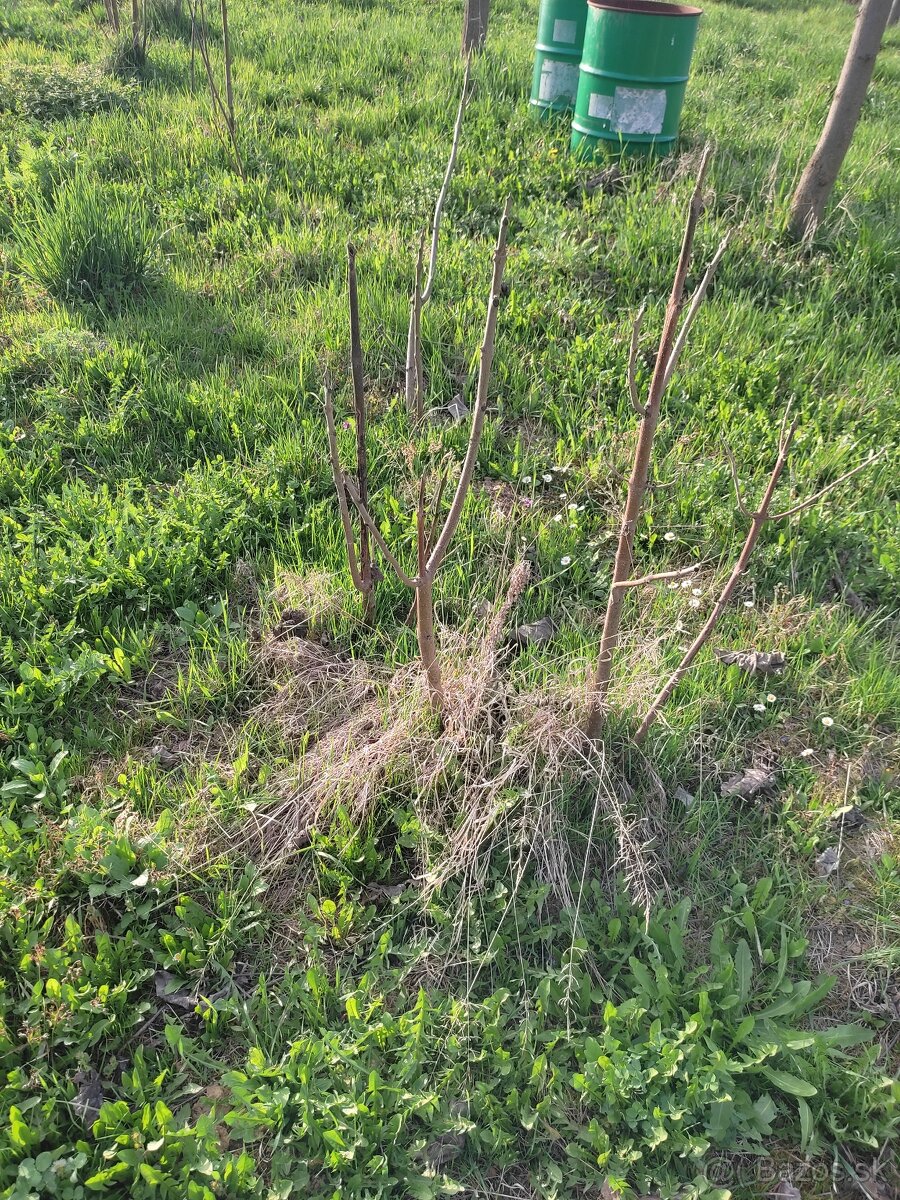 Paulownia