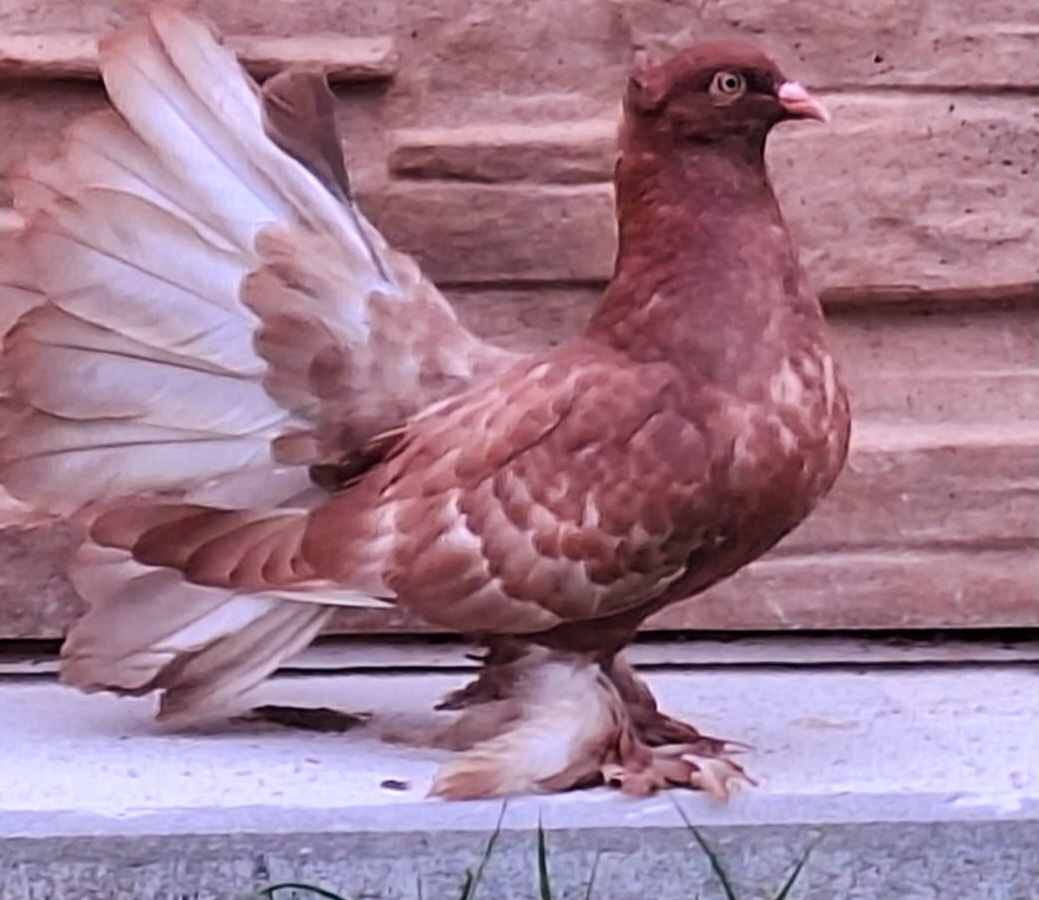 Indický pávik