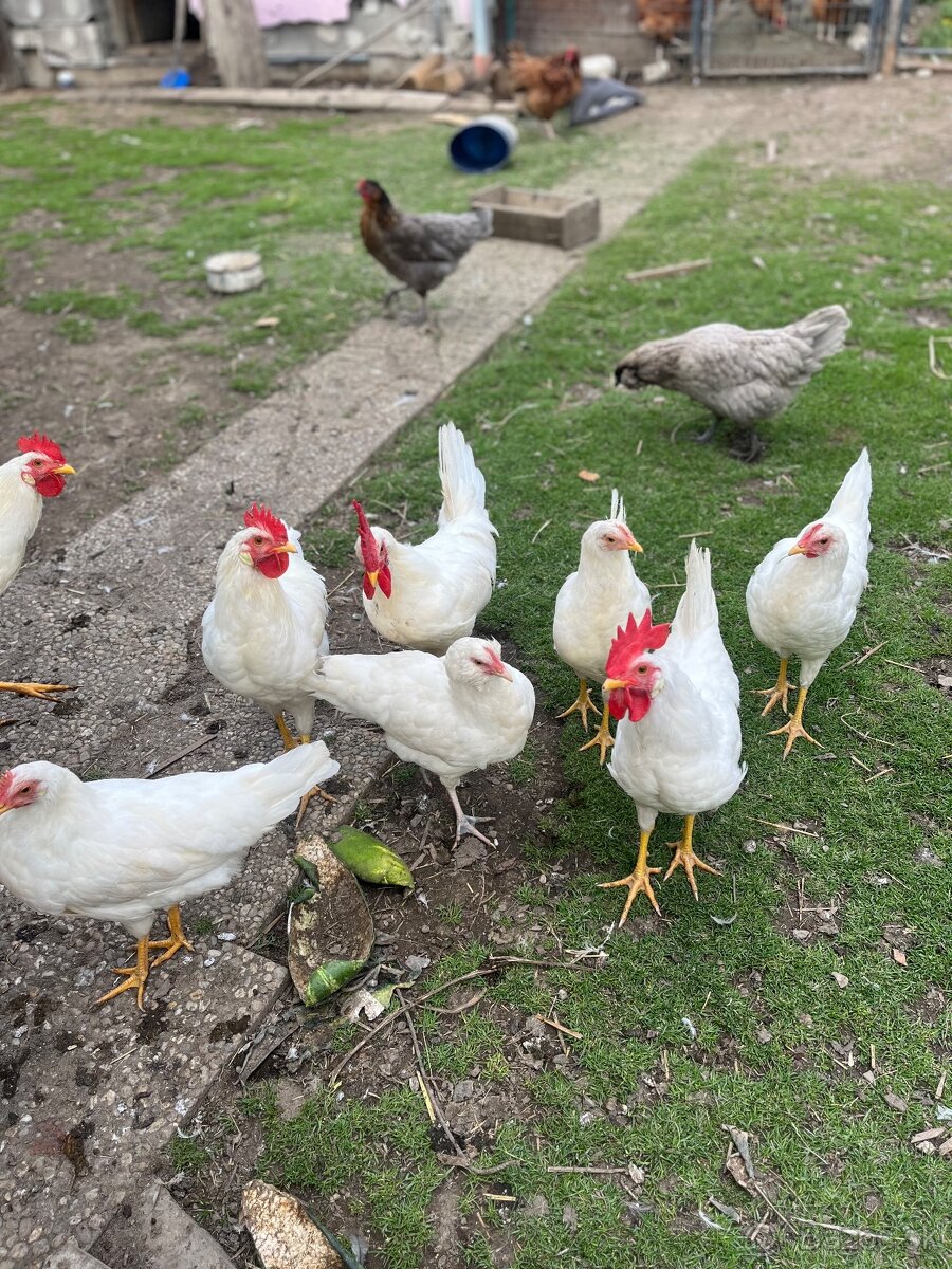 Predám kohúty Leghorn