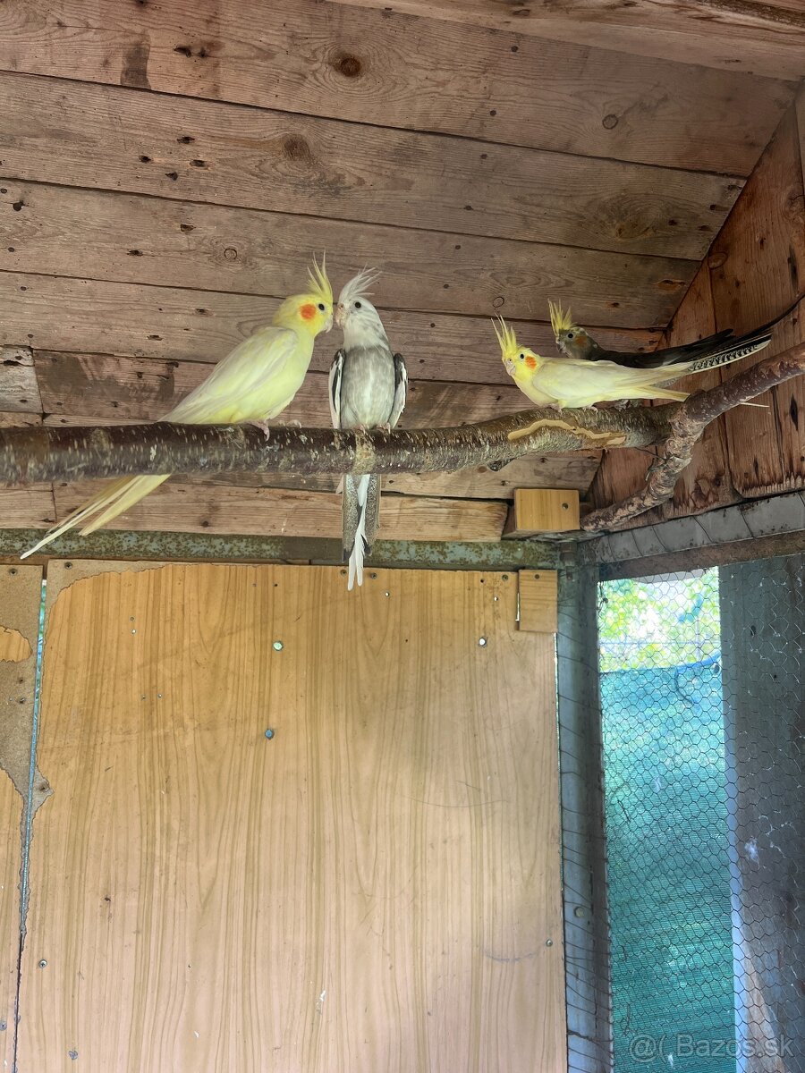 Mlade korely a Agapornis fisher