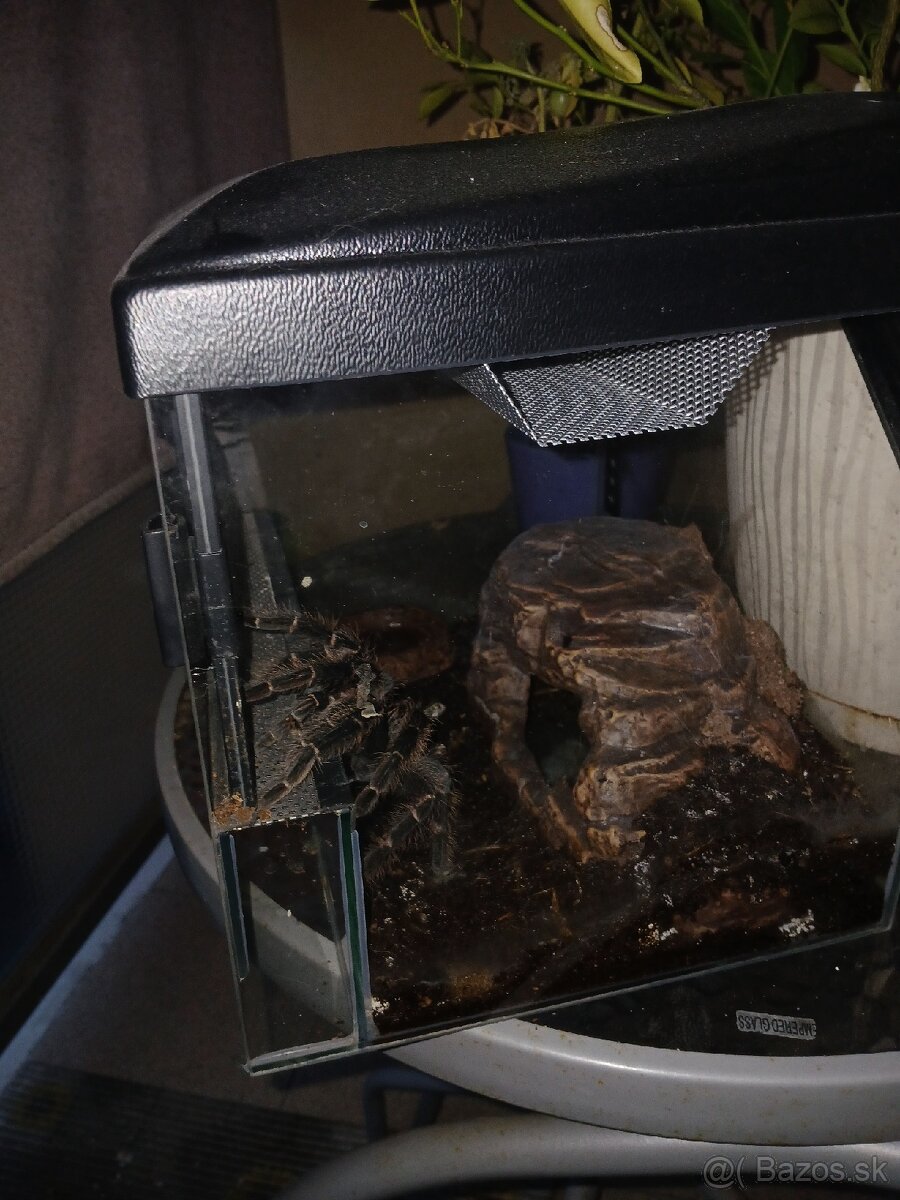 Tarantula z čeľade vtáčkovec