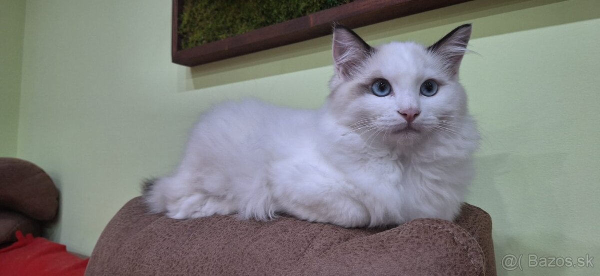 Ragdoll kocúrik