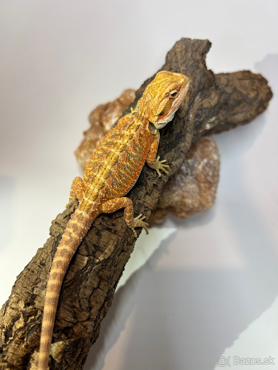 Agama bradatá - samce aj samice