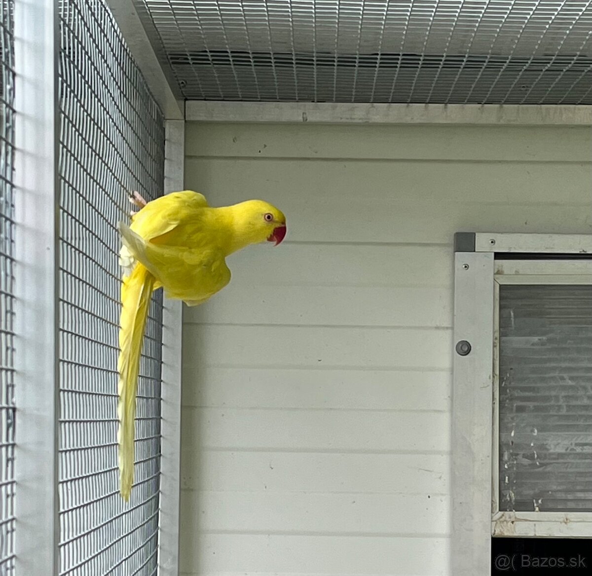 Alexander malý lutino