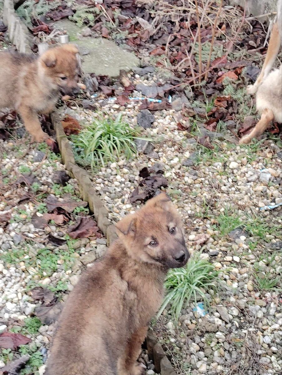 Československý vlčiak