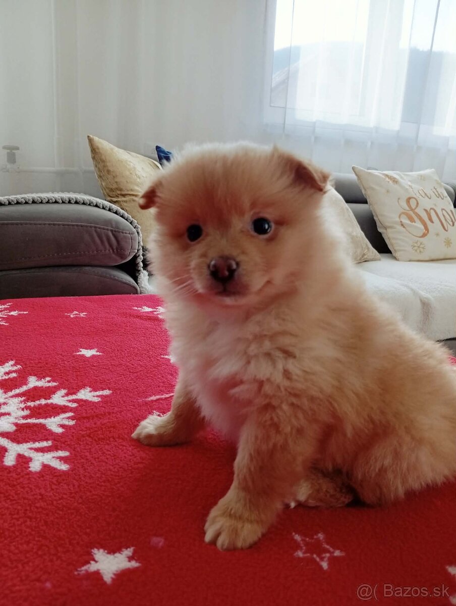 Nemecký špic trpasličí / šteniatka