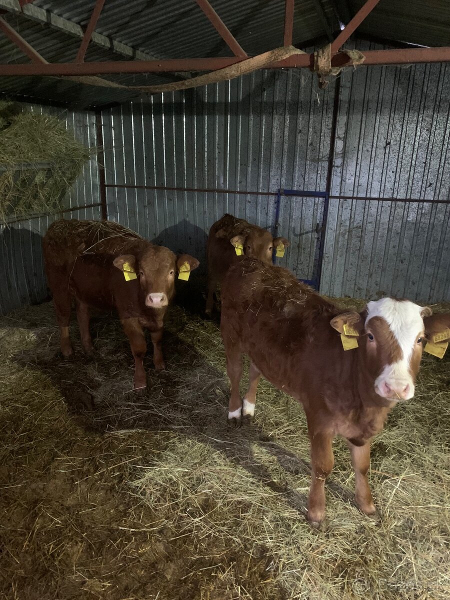 Predám 3 teľata S50L50