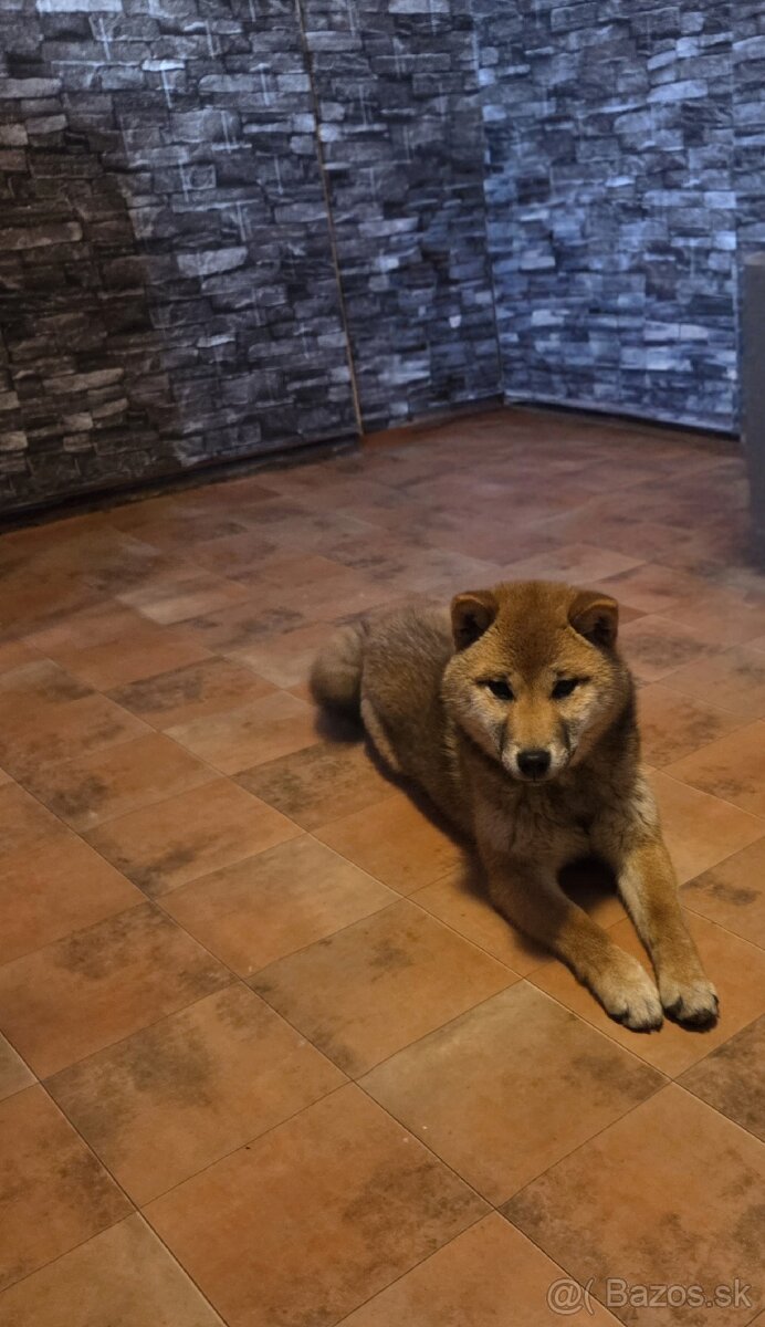 Shiba Inu sučka na predaj