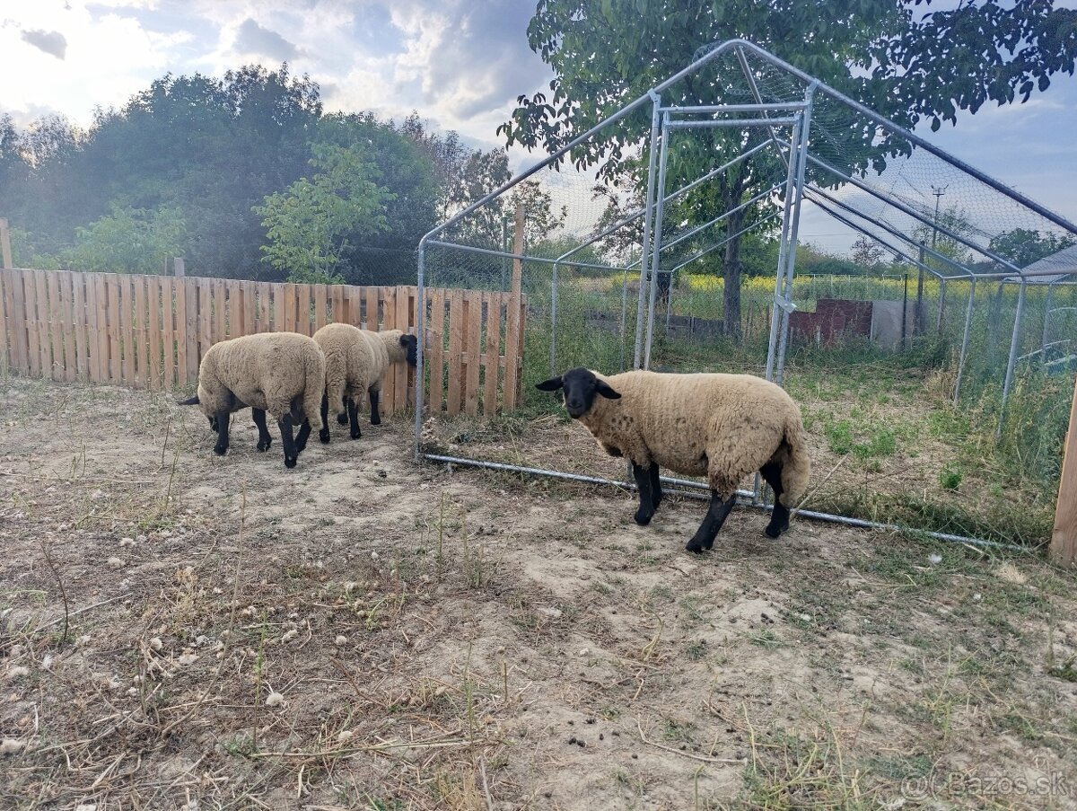 Predám ovce a barana plemena sufolk