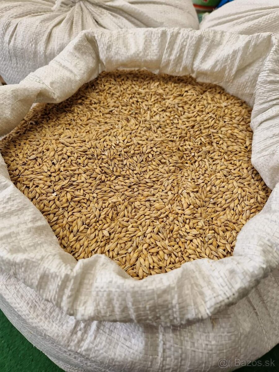 Pšenica , Jačmeň predaj