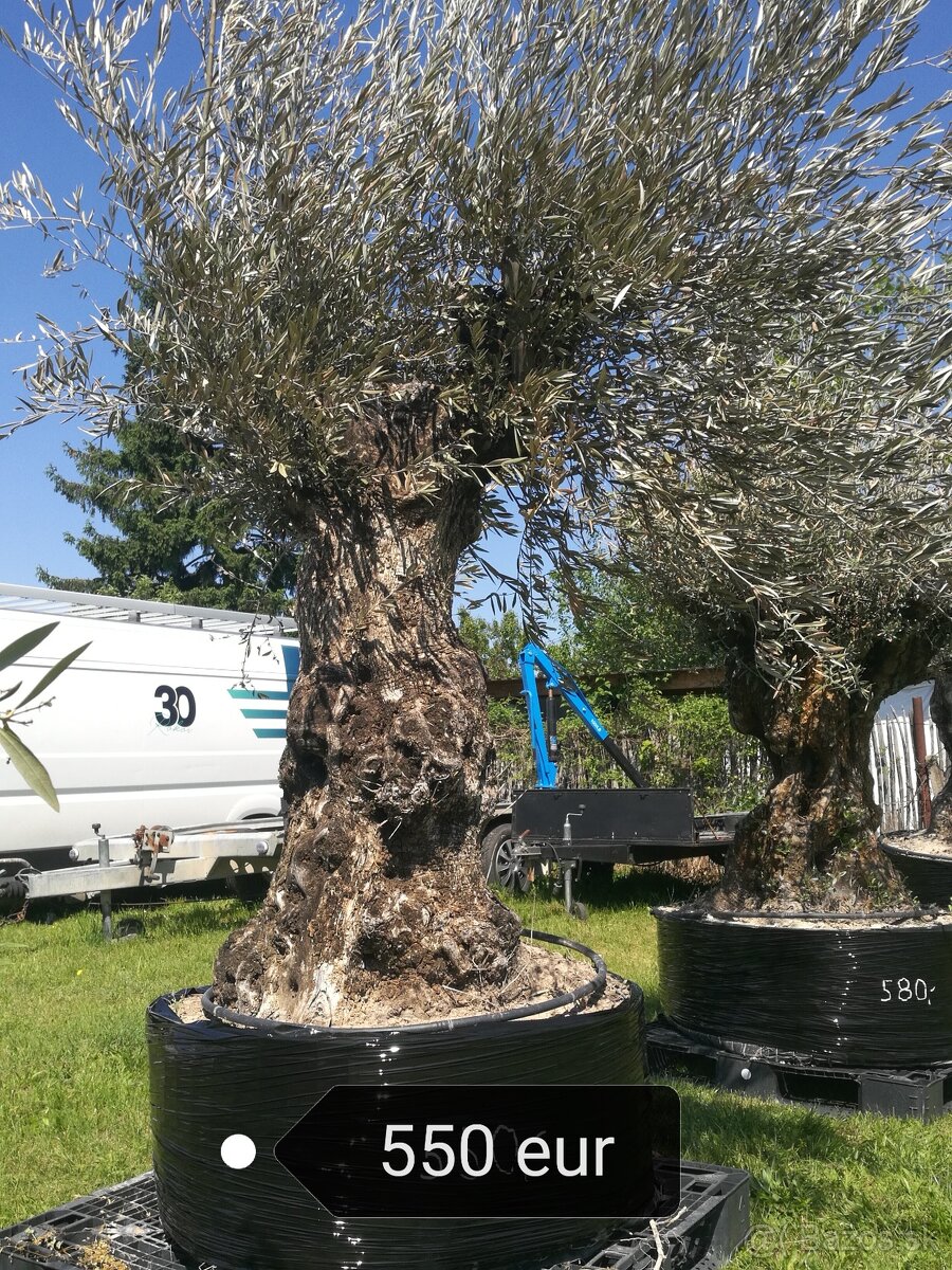Olivovník bonsai
