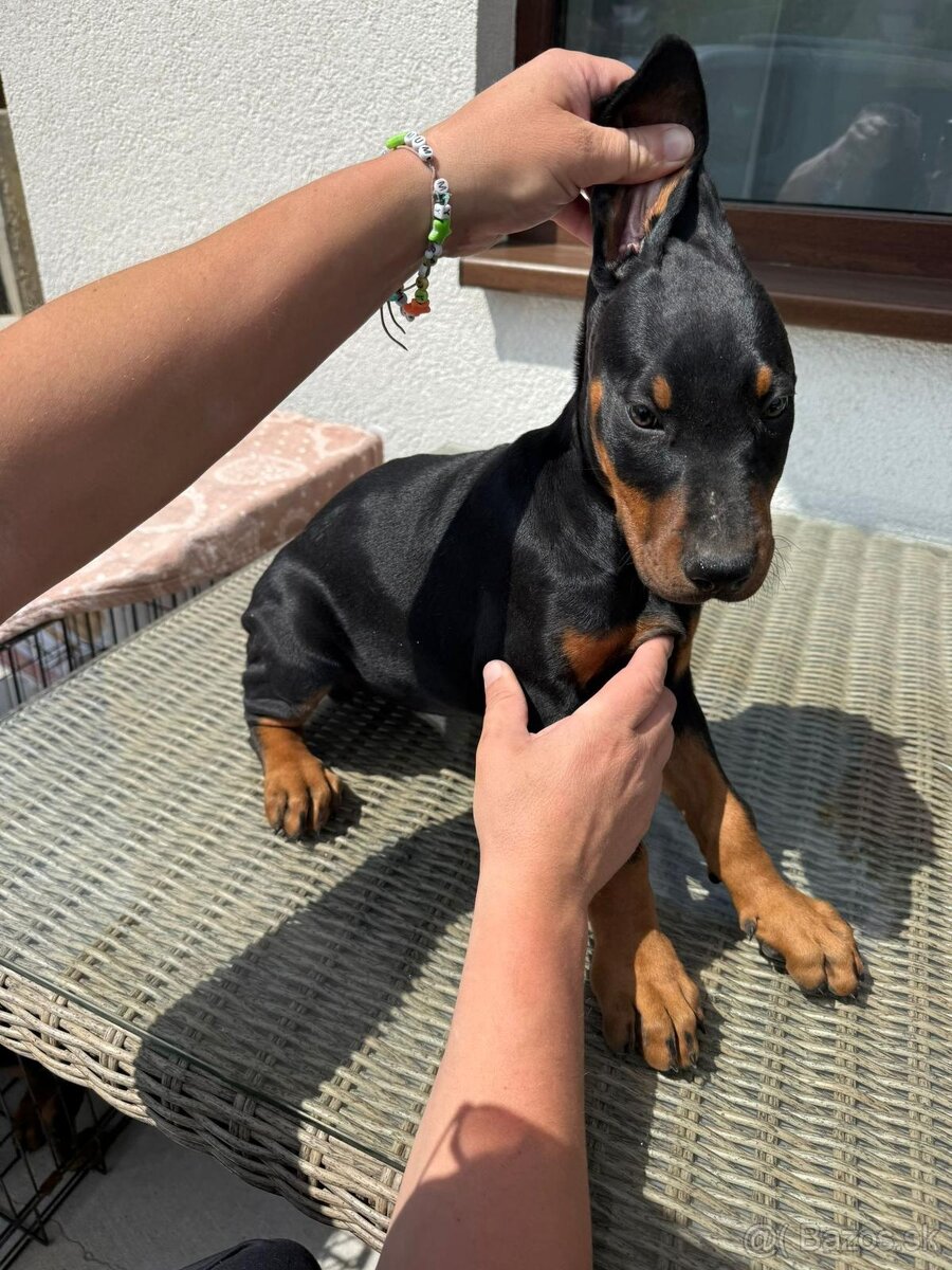 Šteňatá Doberman