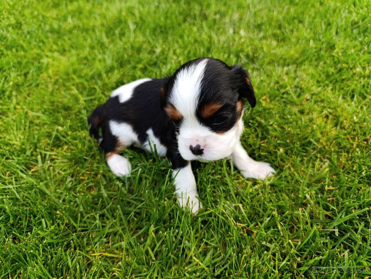 Cavalier king Charles