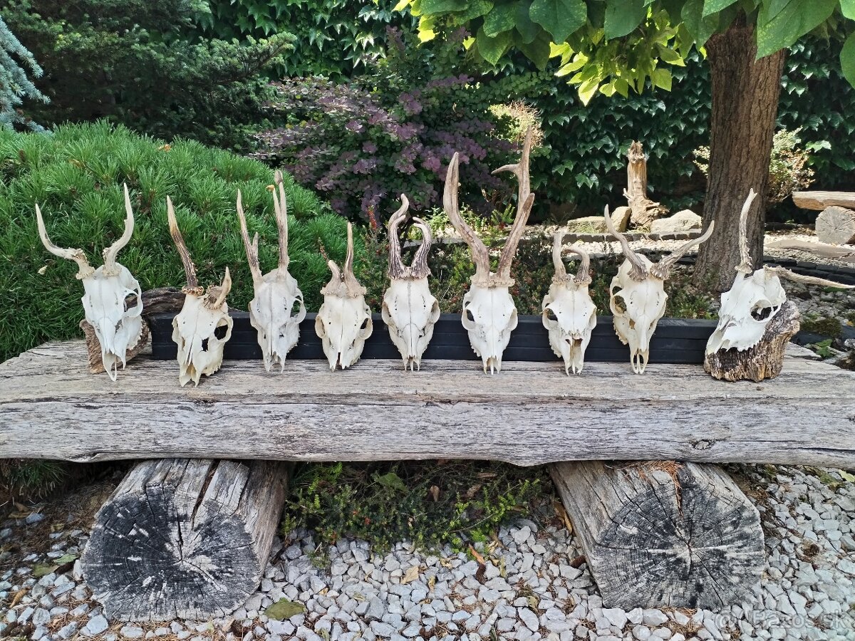 Srnčie trofeje raritne
