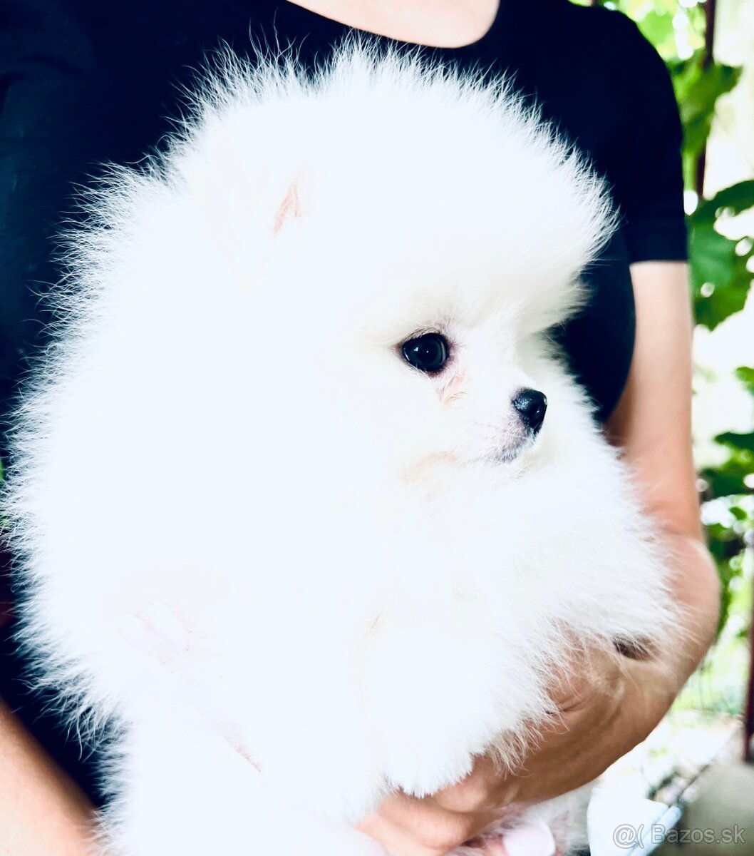 Pomeranian