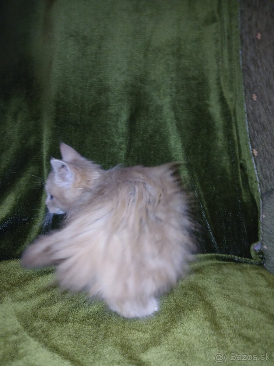 mainské mývalie mačiatka