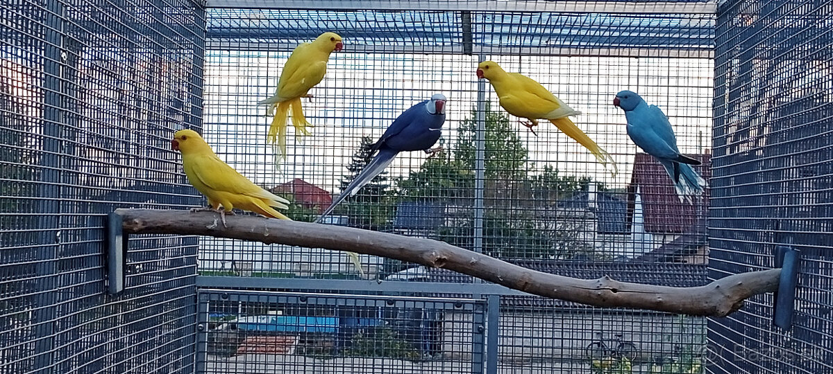 Alexander malý lutino