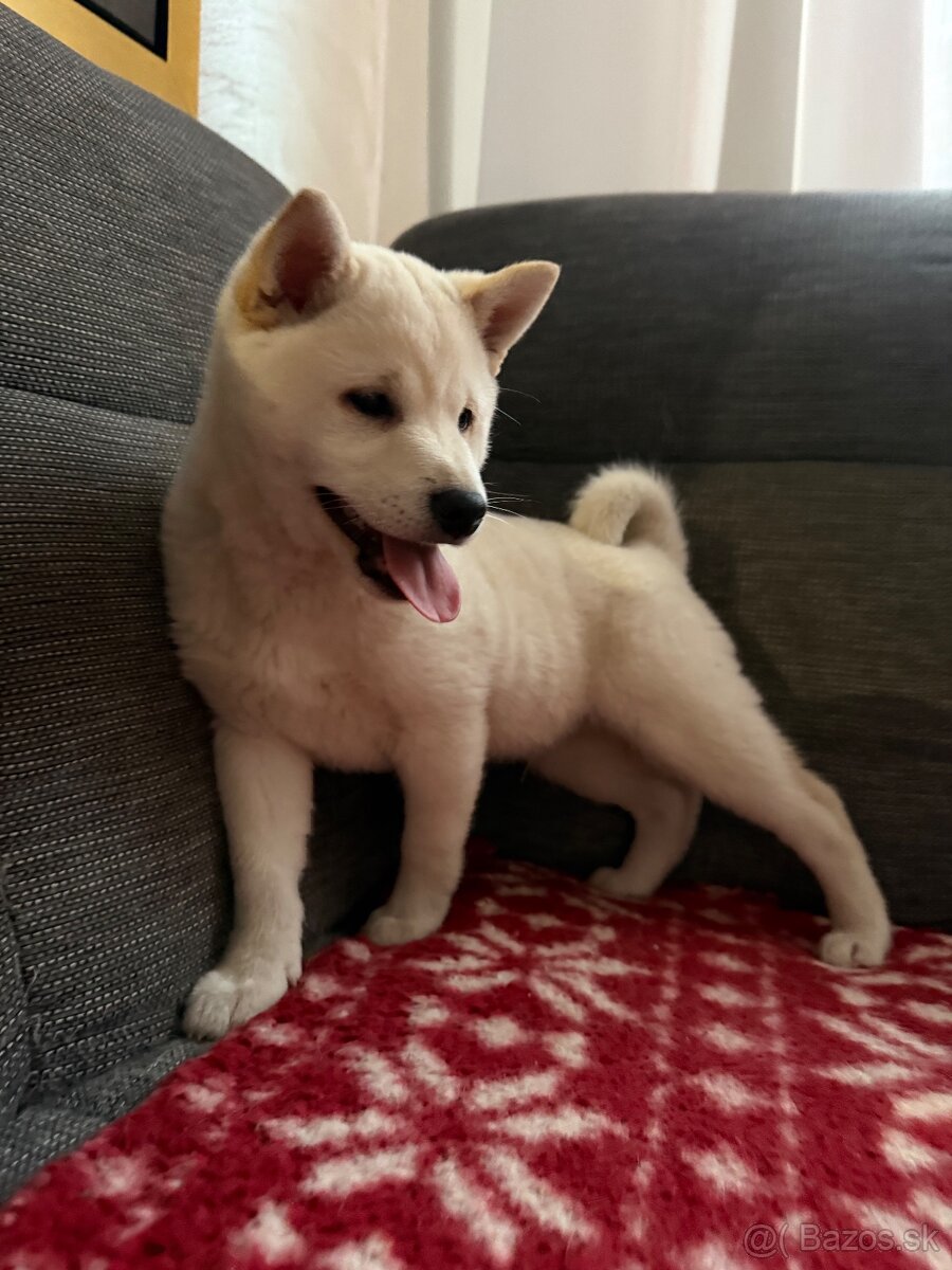 Shiba inu