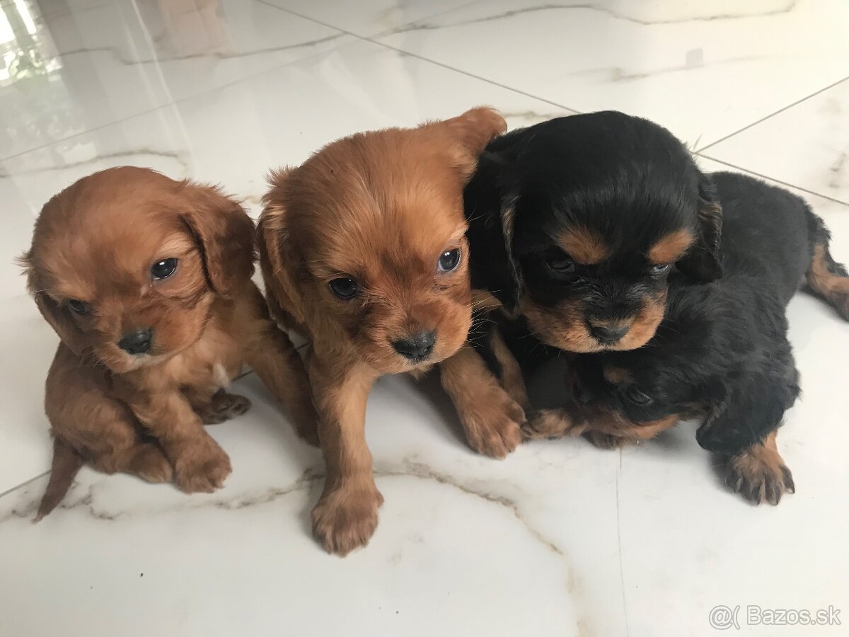 Kavalier king charles