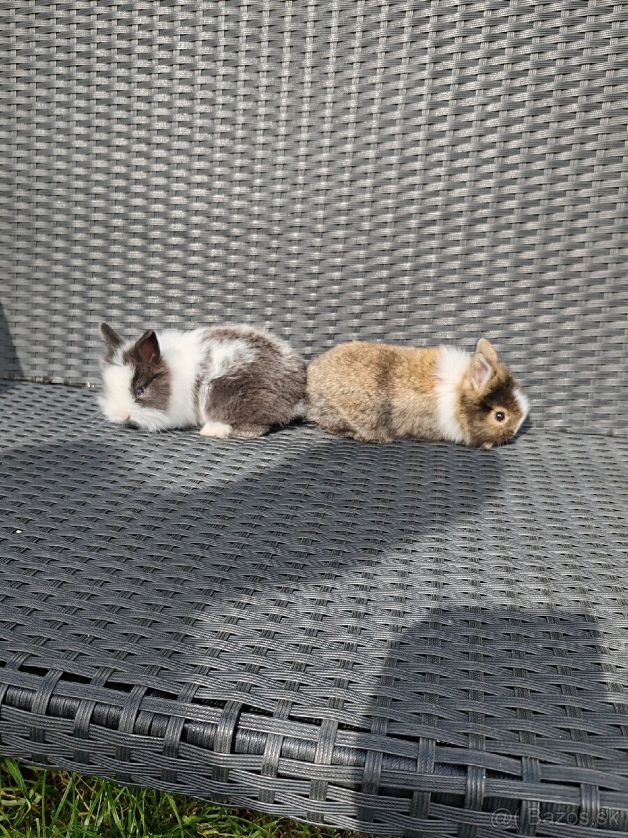 Zakrsly zajko, Teddy